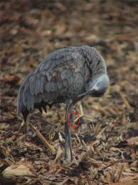 Image result for Grus canadensis