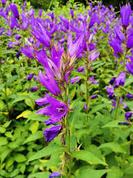 Attēlu rezultāti vaicājumam “Campanula latifolia flower”