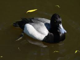 Image result for Aythya affinis