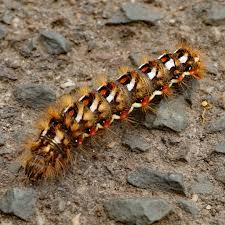 Attēlu rezultāti vaicājumam “Acronicta rumicis larva”