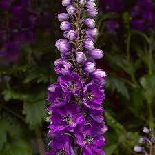 Attēlu rezultāti vaicājumam “Delphinium elatum  fruit”