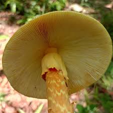 Attēlu rezultāti vaicājumam “Badhamia capsulifera var. arborea sessile”