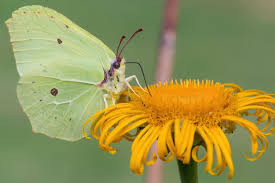 Attēlu rezultāti vaicājumam “Gonepteryx rhamni”