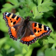 Image result for Small Tortoiseshell