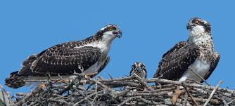 Image result for Pandion haliaetus