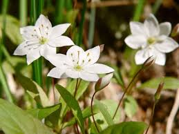 Attēlu rezultāti vaicājumam “Trientalis europaea leaf”