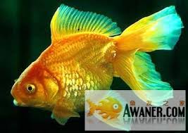 Image result for 金魚