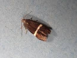 Attēlu rezultāti vaicājumam “Gelechia rhombella”