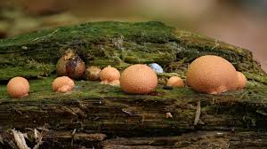 Attēlu rezultāti vaicājumam “Lycogala sp.”