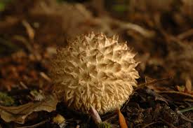 Attēlu rezultāti vaicājumam “Lycoperdon echinatum”