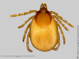 Attēlu rezultāti vaicājumam “Ixodes female”
