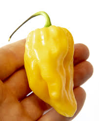 Afbeeldingsresultaat voor mme jeanette hot pepper