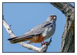 Image result for Falco vespertinus