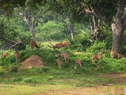 Image result for Яла заповедник