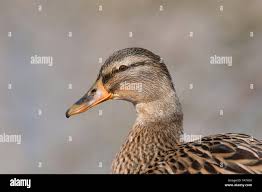 Attēlu rezultāti vaicājumam “Anas platyrhynchos female”