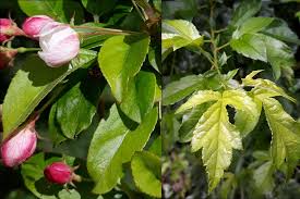 Attēlu rezultāti vaicājumam “Malus purpurea leaf”