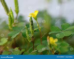 Attēlu rezultāti vaicājumam “Oxalis corniculata fruit”