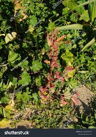 Attēlu rezultāti vaicājumam “Chenopodium rubrum flower”