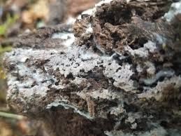 Attēlu rezultāti vaicājumam “Basidiodendron”