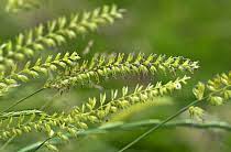 Attēlu rezultāti vaicājumam “Cynosurus cristatus”