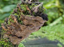 Attēlu rezultāti vaicājumam “Phellinus chrysoloma”