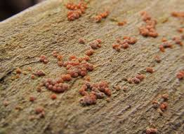 Attēlu rezultāti vaicājumam “Nectria peziza”