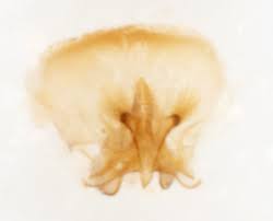 Attēlu rezultāti vaicājumam “Carpatolechia proximella”