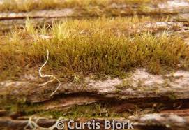 Attēlu rezultāti vaicājumam “Lophozia longidens”