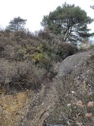 Attēlu rezultāti vaicājumam “Cladopodiella francisci”