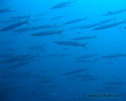 Image result for Sphyraena viridensis