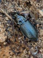 Attēlu rezultāti vaicājumam “Pterostichus oblongopunctatus”