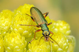 Attēlu rezultāti vaicājumam “Chrysanthia geniculata”