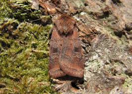 Attēlu rezultāti vaicājumam “Diarsia florida”