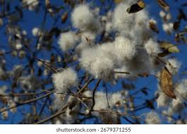 Attēlu rezultāti vaicājumam “Salix pentandra flower”