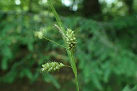 Attēlu rezultāti vaicājumam “Carex pallescens”