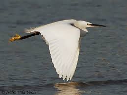 Image result for Egretta garzetta