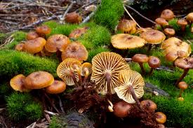 Attēlu rezultāti vaicājumam “Xeromphalina campanella”