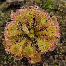 Image result for Drosera