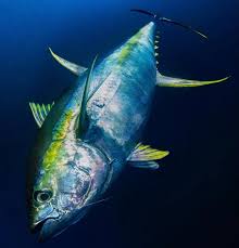 Image result for Thunnus maccoyii