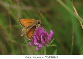 Attēlu rezultāti vaicājumam “Thymelicus lineola male”