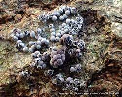 Attēlu rezultāti vaicājumam “Claustria didermoides”