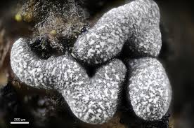 Attēlu rezultāti vaicājumam “Badhamia affinis sessile”