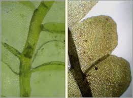 Attēlu rezultāti vaicājumam “Chiloscyphus”