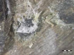 Attēlu rezultāti vaicājumam “Vibrissea decolorans”