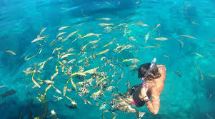 Image result for Looe Diving Club