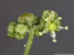 Attēlu rezultāti vaicājumam “Chenopodium acerifolium flower”