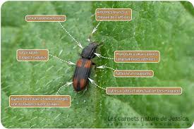 Attēlu rezultāti vaicājumam “Bitoma crenata”