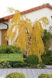 Attēlu rezultāti vaicājumam “Betula pendula Youngii”