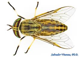 Attēlu rezultāti vaicājumam “Tabanidae”