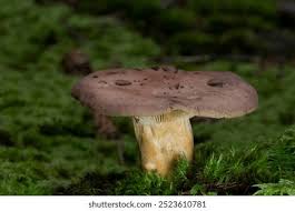 Attēlu rezultāti vaicājumam “Russulales”